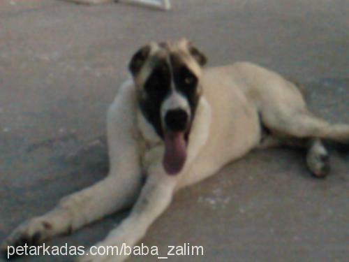 ZaLıM Erkek Kangal