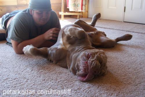 boris Erkek Mastiff