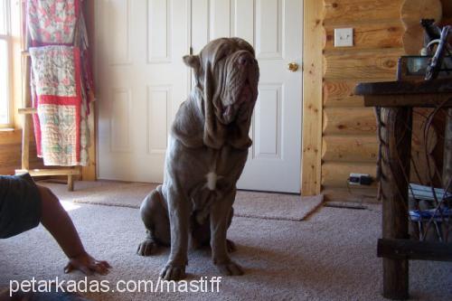 boris Erkek Mastiff