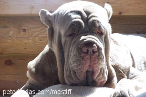 boris Erkek Mastiff