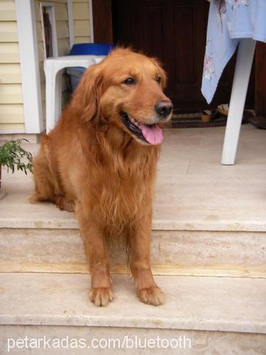 bulut Erkek Golden Retriever