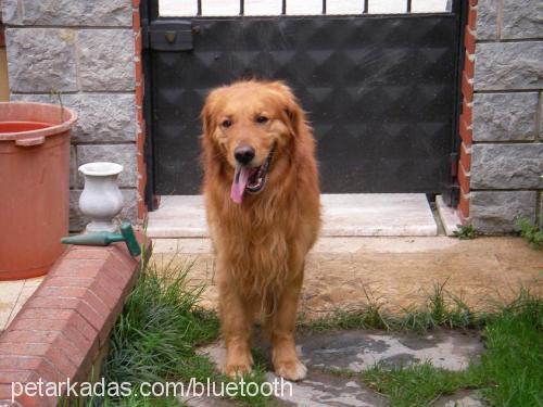 bulut Erkek Golden Retriever