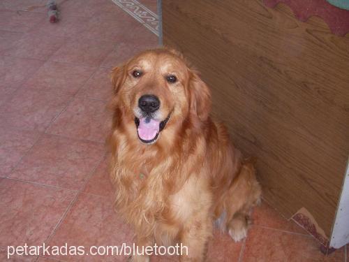 bulut Erkek Golden Retriever