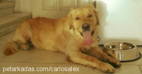 Carlos Erkek Golden Retriever