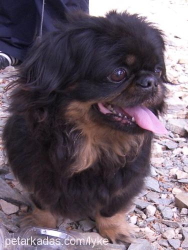 ledy Dişi Pekingese