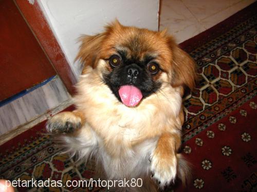 zeytin Erkek Pekingese