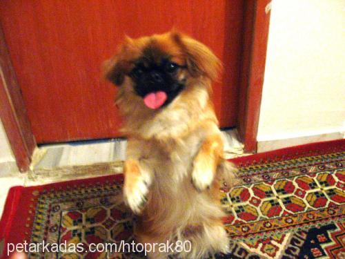 zeytin Erkek Pekingese