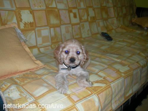 LADY Dişi Amerikan Cocker Spaniel