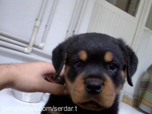 zex Erkek Rottweiler