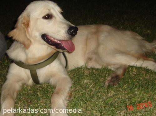 Lokum Erkek Golden Retriever