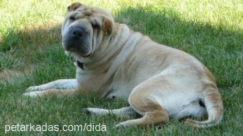 sasha Dişi Çin Shar-Pei