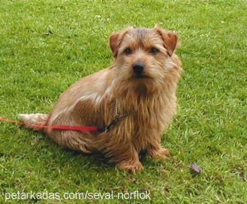 pAsCaL Erkek Norfolk Terrier