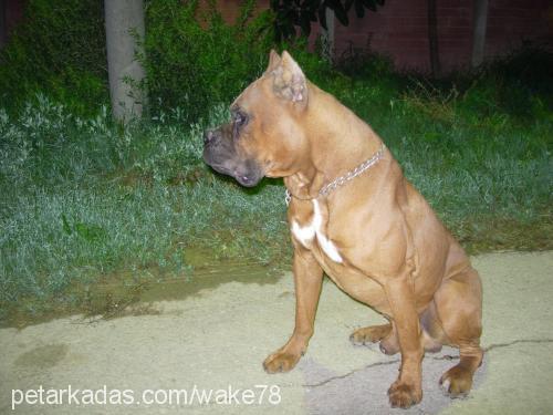 whisky Erkek Boxer