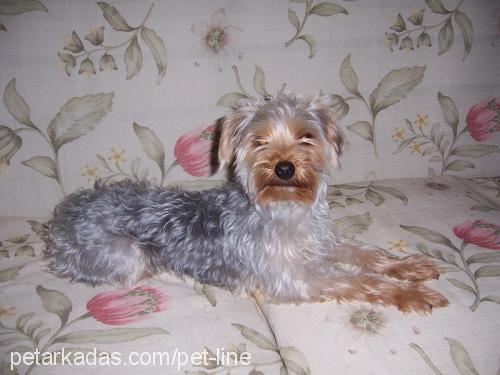 mitmit Dişi Yorkshire Terrier