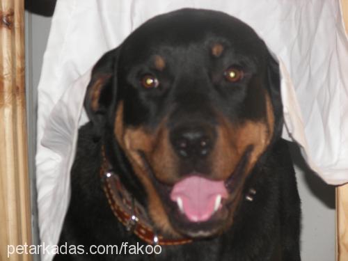 fakoo Erkek Rottweiler