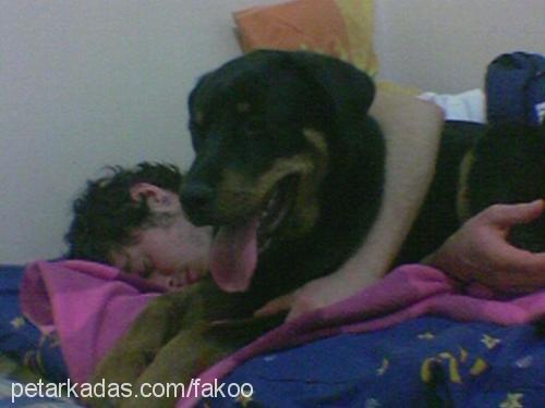 fakoo Erkek Rottweiler