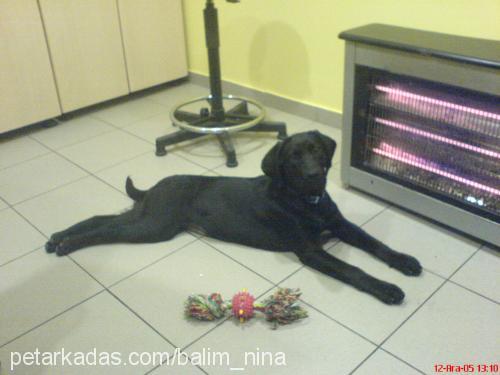 nina Dişi Labrador Retriever