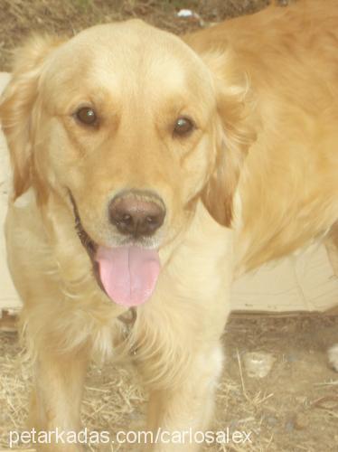 Carlos Erkek Golden Retriever