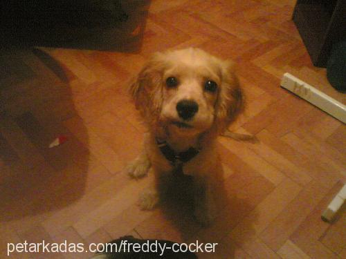 freddy Erkek Amerikan Cocker Spaniel