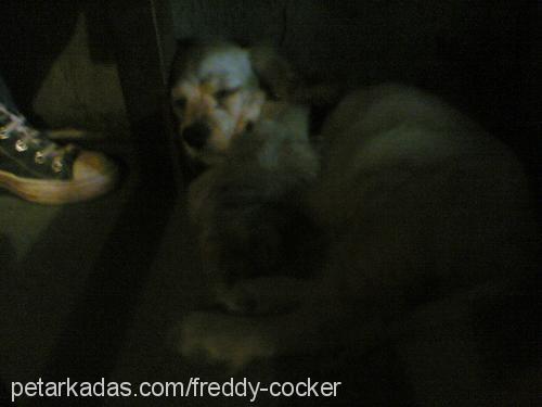 freddy Erkek Amerikan Cocker Spaniel