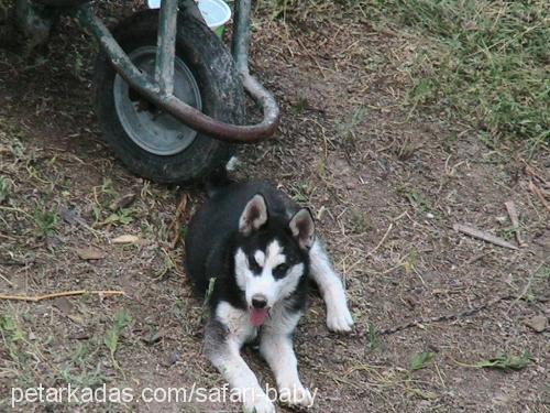 ada Dişi Sibirya Kurdu (Husky)