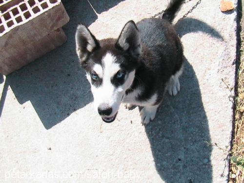 ada Dişi Sibirya Kurdu (Husky)