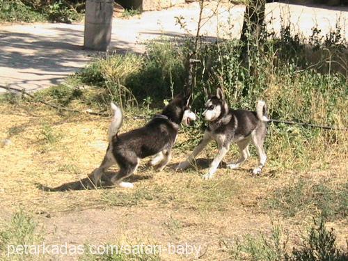 ada Dişi Sibirya Kurdu (Husky)