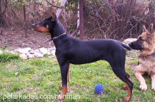 Balım Dişi Doberman Pinscher