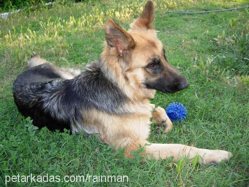 Karya Dişi Alman Çoban Köpeği