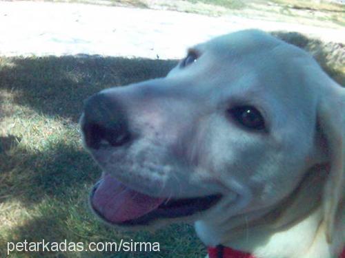 goldie Erkek Labrador Retriever