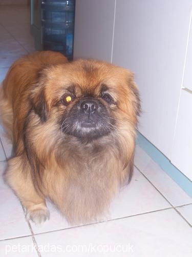 boris Erkek Pekingese