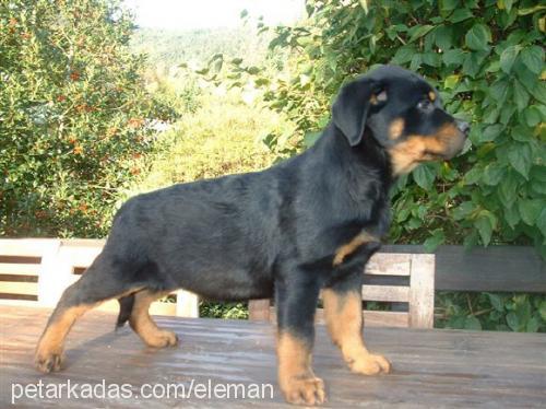 ELEMAN Erkek Rottweiler