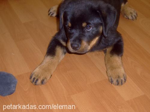 ELEMAN Erkek Rottweiler