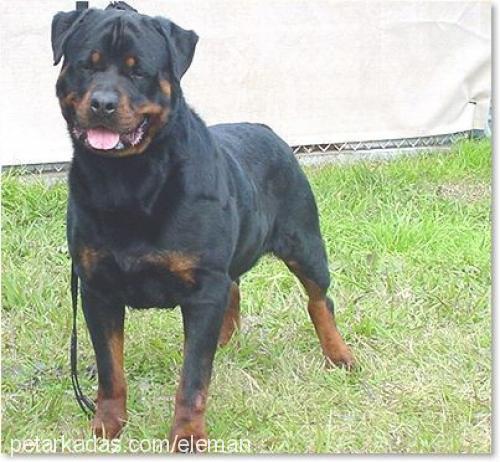 ELEMAN Erkek Rottweiler