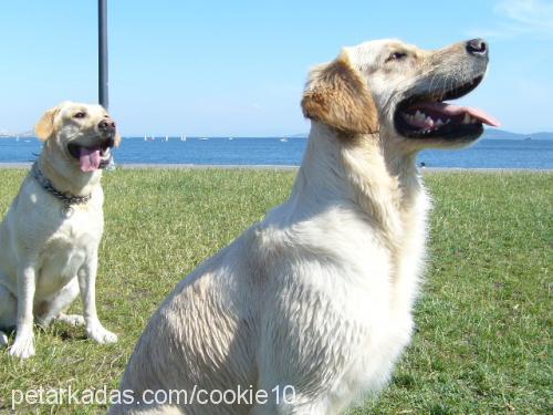 Cookie Dişi Golden Retriever