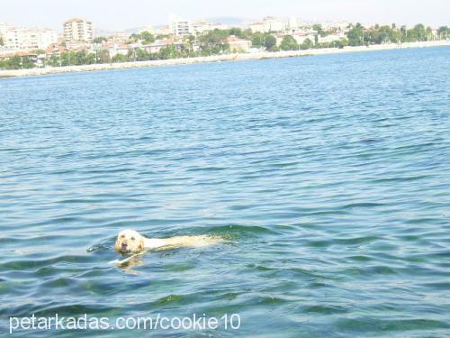 Cookie Dişi Golden Retriever