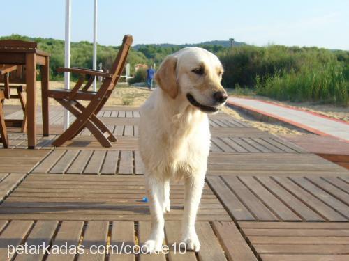 Cookie Dişi Golden Retriever