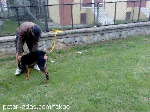 fakoo Erkek Rottweiler