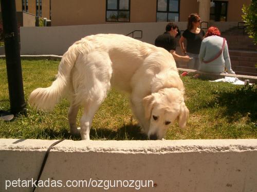 goldie Erkek Golden Retriever