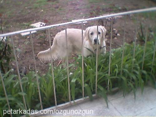 goldie Erkek Golden Retriever