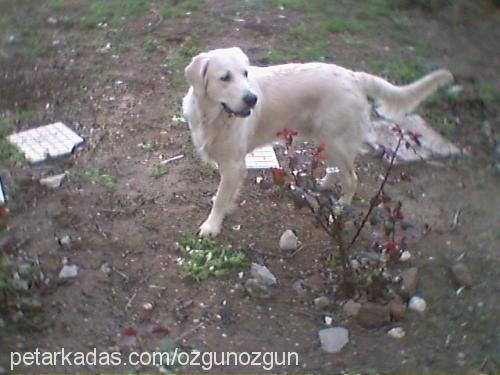 goldie Erkek Golden Retriever