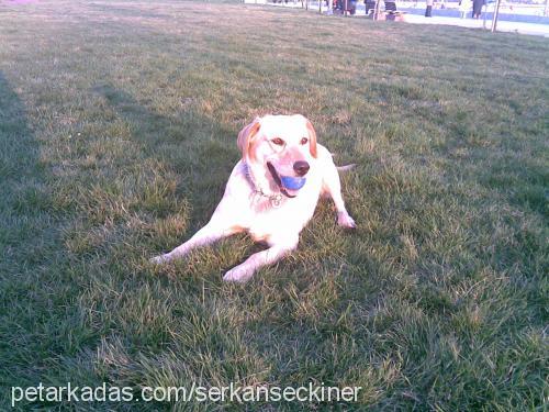 Çıtır Dişi Labrador Retriever