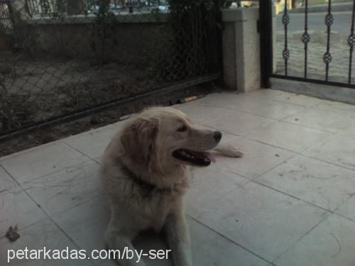 su Dişi Golden Retriever