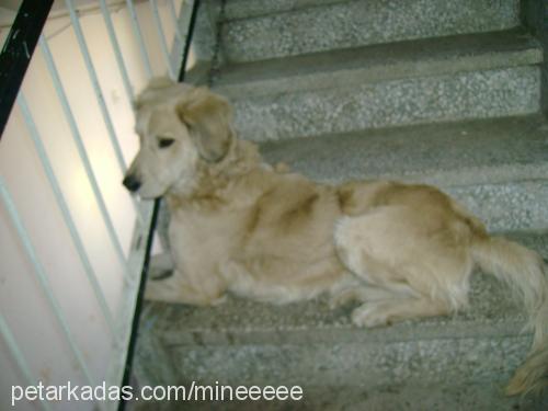 yastık Erkek Golden Retriever