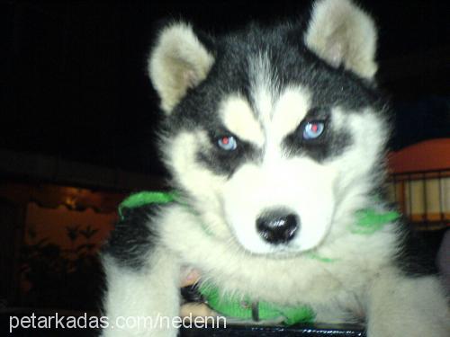 DAİSY Dişi Sibirya Kurdu (Husky)