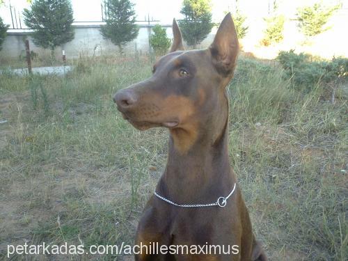 Maximus Erkek Doberman Pinscher