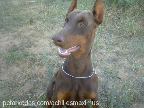 Maximus Erkek Doberman Pinscher