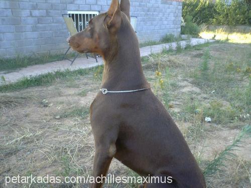 Maximus Erkek Doberman Pinscher