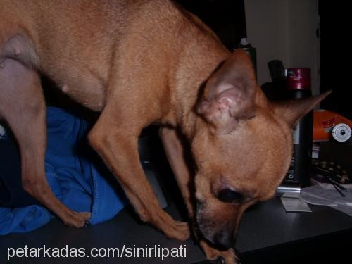 bıdık Dişi Minyatür Pinscher