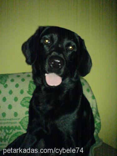 EFE Erkek Labrador Retriever